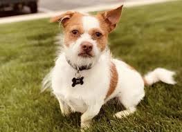 More images for miniature border collie chihuahua mix » 34 Classic Chihuahua Mixes Find The Best Chihuahua Mix