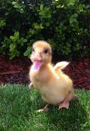 Parties - Mobile Animal Farm Sydney - Petting Zoo Hire Kindifarmcom Cute Little Animals Cute Baby Animals Animals