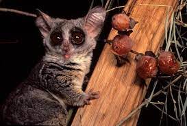 Other Prosimians Bushbabies Lesser Bushbaby Galago Moholi Primates Animals Slow Loris