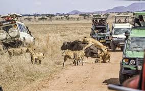 Image result for utalii wa picha tanzania