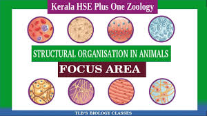 Students who have passed s.s.l.c or equivalency exam conducted by other boards can apply for single window admission studied under the cbse syllabus must have gone through the cbse board exam. Structural Organisation In Animals Focus Area Plus One Zoology Kerala Higher Secondary Youtube