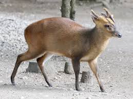 Muntjac are the oldest but possibly the least studied and understood of all known deer species, prehistoric in origin with remains dated between 15 and 35 million years. Reeves S Muntjac Wikipedia
