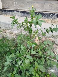 Image result for Sesamum calycinum