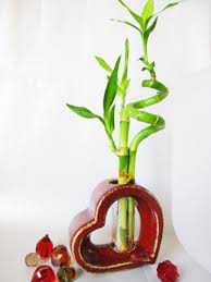 9greenbox Live Spiral 3 Style Lucky Bamboo Plant Arrangement W Heart Shape Ceramic Vase Bestseller Bambou Poterie Fimo