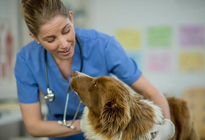 Supporting Your Senior Pet: Veterinary Care Recommendations - AAHA