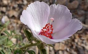 Your one stop shop for flowers, gifts & more! 6 Types Of Hibiscus Flowers Which Are Beauty Of Fame Floweraura