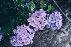 Japan S Seasons In Photos June The Beauty Of Rain Matcha Japan Travel Web Magazine June Is The Month When Matcha Japan Japan Travel Beautiful Hydrangeas