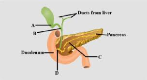 Through liver diagram we can also understand the liver anatomy and liver structure clearly. The Given Diagram Shows A Duct System Of Liver Gallbladder Class 12 Biology Cbse