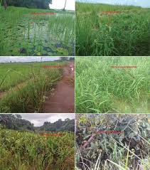 Image result for Acroceras amplectens