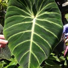 Philodendron Luxurians Nse Tropicals In 2020 Philodendron Plants Hanging Plants Indoor