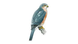 These types of hawks are relatively larger bird of prey as compared to the broad winged hawk. Sparrowhawk Bird Facts Accipiter Nisus The Rspb