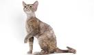German Rex Cat Breed Pictures, Characteristics, & Facts