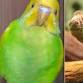 Exotic Pet Expo