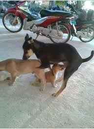 Few things in life are more universally loved than dogs. Two Dogs Mating Get Interrupted R Awwwtf