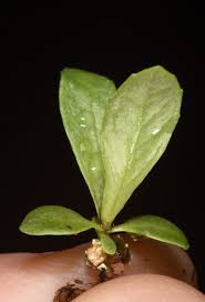 Image result for Doellia