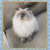 .red flame point ecards, custom profiles, blogs, wall posts, and himalayan red flame point scrapbooks, page 1 of 250. 1