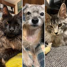 She also created the day to shine a spotlight on the plight of the many types of animals which are in shelters all over the planet. Kxmofv7kfh7wnm