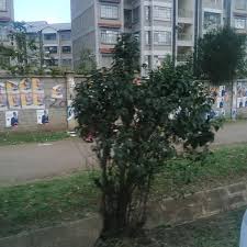 Newest oldest price ascending price descending relevance. Photos At Madaraka Shopping Center Madaraka Estate 3 Tips