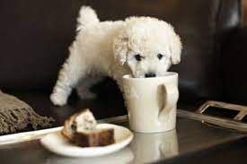 Cute Dog Drink Coffee Good Morning Best Small Dog Breeds Best Small Dogs Poodle