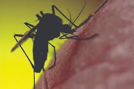 This can depend on the temperature, but as a guide, the male tiger will live for around one week with the female surviving for around one month or longer. Asian Tiger Mosquito Identification Prevention Orkin