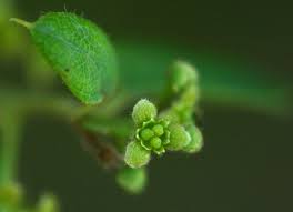 Image result for Cocculus hirsutus