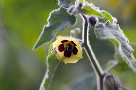 Image result for Physalis pubescens