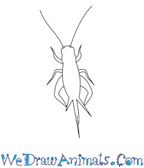 How To Draw A Field Cricket