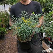 Winner of 'plant of the year' in 2013, this superb bush grows just 3 feet tall and across. Mahonia Eurybracteata Subsp Ganpinensis Soft Caress Big Plant Nursery