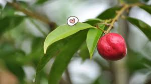 Tanaman ini adalah tanaman asli indonesia yang berasal dari papua. Ketahui 9 Manfaat Buah Mahkota Dewa Untuk Kesehatan Orami