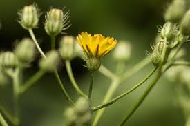 Image result for Crepis