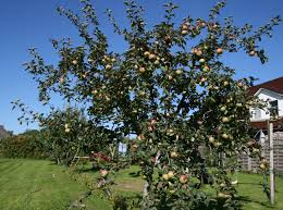 Heute ist der ontarioapfel wegen seiner spritzigen säure nur noch für liebhaber interessant. Winterapfel Ontario Malus Ontario Baumschule Horstmann
