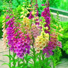Pin On Seed Plant Inventory