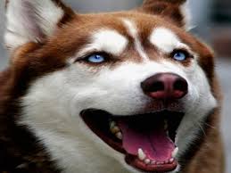 This cancer sign in dogs often goes unnoticed for too long. Types Of Mouth Cancer In Dogs Dog Discoveries