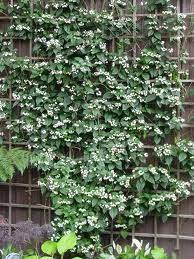These are also not much demanding and thrive on neglect after maturity. Star Jasmine Trellis Google Search Vine Trellis Star Jasmine Trellis Garden Vines