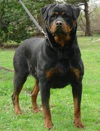 Top 10 Mejores Perros Guardianes Del Mundo Rottweiler Big Dogs Happy Animals