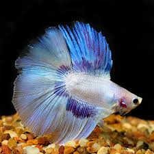 Double Tail Betta Male Tropical Fish For Freshwater Aquariums