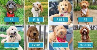 Maybe you would like to learn more about one of these? Goldendoodle Generations Explained F1 F1b F1bb F2 F2b F2bb F3 Multigen