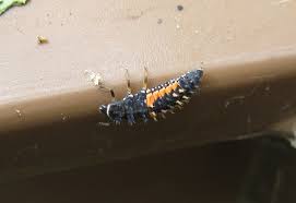 Bark beetles feed and breed between the bark and the wood of various tree species. Lady Beetle Larvae Control Hemipteran Pests On Apple Trees In The Uk What S That Bug
