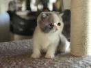 Exotic Shorthair Orange