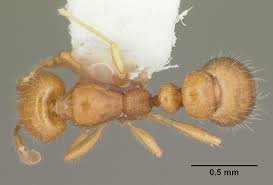 Image result for Solenangis conica