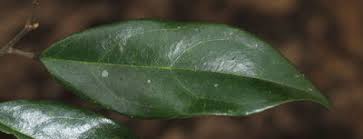 Image result for Ellipanthus