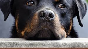 Are Rottweilers Dangerous Or Do They Make Good Pets Pethelpful