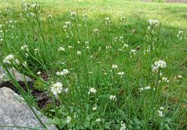 Weeds with white flowers in spring. How To Make A Beautiful Weed Bouquet Centerpiece Urban Mommies