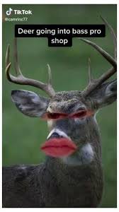 Bird With Knife Meme Birdwithknifememe Funny Animal Videos Really Funny Memes Funny Animal Jokes
