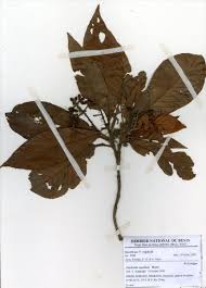 Image result for Psychotria vogeliana