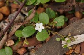 Image result for Evolvulus nummularius