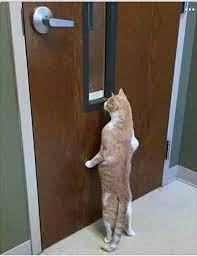 Where S My Food I Thought This Was A 5 Facility Cute Cats Photos Cats Pet Ducks