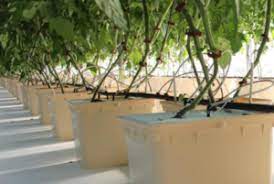 Recirculation Hydroponics Best Practices For Recirculation Hydroponics