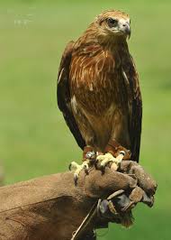 Brahminy Kite Jabrix Adopt 22 January 2015 From Bandung Condition Bad Mabung Birds Of Prey Bald Eagle Prey