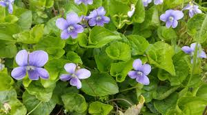 See 337 traveler reviews, 270 candid photos, and great deals for blue water resort, ranked #8 of 21 hotels in cape cod and rated 4 of 5 at tripadvisor. Native Plant Initiative Association To Preserve Cape Cod